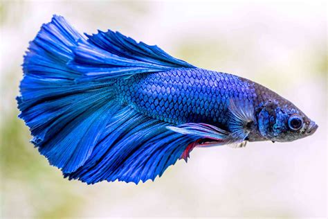Betta Fish (Siamese Fighting Fish) Fish Species Profile .